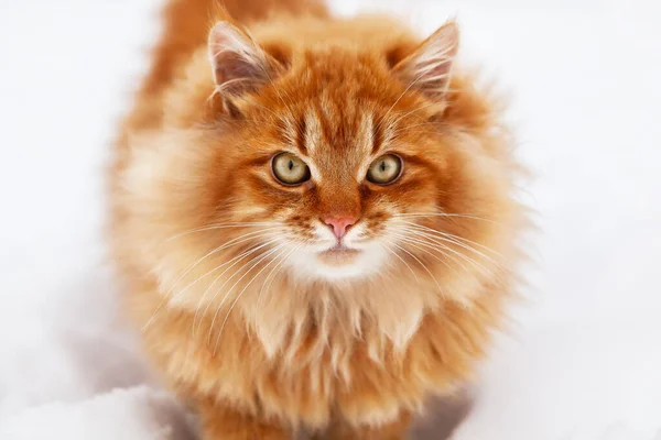 Portrét Červené Nadýchané Kočky Velkýma Očima Zimě Kolem Sněhu Kočka — Stock fotografie