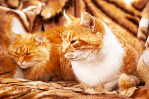 Zwei Ingwerkatzen Auf Einem Hintergrund Mit Tigerprint Die Katze Als — Stockfoto