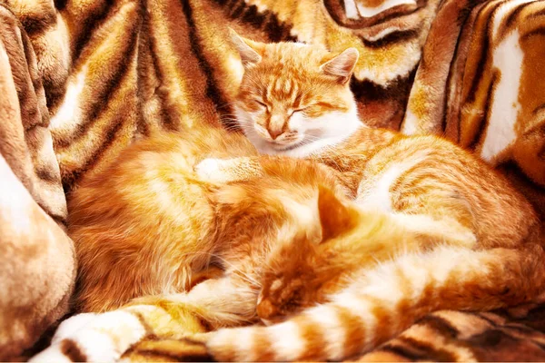 Dos Gatos Jengibre Duermen Abrazados Sillón Con Una Huella Tigre — Foto de Stock