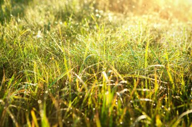Arka planda bulanıklık, yeşil çimenler, Ross damlalarıyla gün doğumu. Güneşin doğuşundaki çimlerin manzarası harika. Yakın plan fotoğraf. Doğal arka plan. Yumuşak odak.