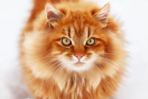 Portrait Red Fluffy Cat Big Eyes Winter Snow Cat Looks — Stock Photo, Image