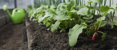 Serada yerden taze turp ve soğan yetişiyor, kürek çekin..