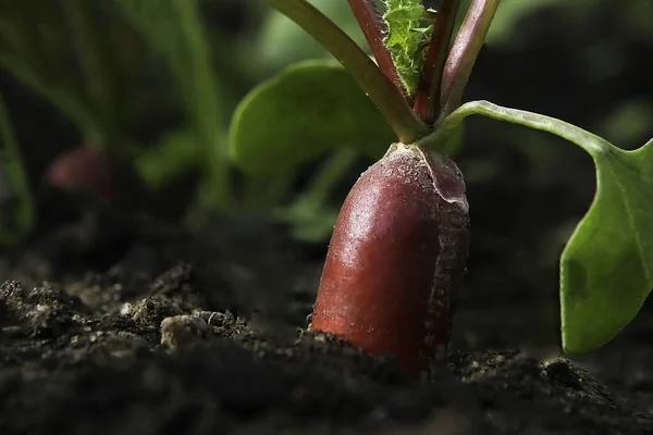 Red Fresh Radish Growing Ground Closeup — Stockfoto