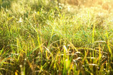 Arka planda bulanıklık, yeşil çimenler, Ross damlalarıyla gün doğumu. Güneşin doğuşundaki çimlerin manzarası harika. Yakın plan fotoğraf. Doğal arka plan. Yumuşak odak.