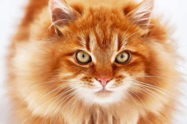 Портрет Красной Пушистой Кошки Большими Глазами Зимой Вокруг Снега Кошка — стоковое фото