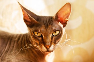 Sphynx cinsinden çok güzel bir kedinin portresi, kanepede, kameraya bakıyor, pencereden güneş ışığıyla aydınlatılıyor, bej arka plan.