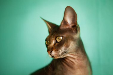 Turkuaz arka planda çok güzel bir Sphynx kedisinin portresi. 