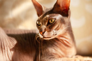 Sphynx cinsinden çok güzel bir kedinin portresi, kanepede, yan tarafa bakıyor, pencereden gelen güneş ışığı ile aydınlatılmış, bej arka plan.
