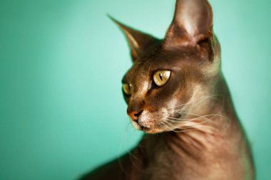 Turkuaz arka planda çok güzel bir Sphynx kedisinin portresi. 