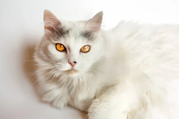 Nanılmaz Güzel Tüylü Sarı Gözlü Beyaz Kedi Beyaz Arka Planda — Stok fotoğraf