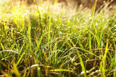 Arka planda bulanıklık, yeşil çimenler, Ross damlalarıyla gün doğumu. Güneşin doğuşundaki çimlerin manzarası harika. Yakın plan fotoğraf. Doğal arka plan. Yumuşak odak.