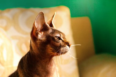 Profilde bir Sphynx kedisinin portresi. Pencereden tepeden tırnağa bakıyor. Gün ışığıyla aydınlatılıyor..