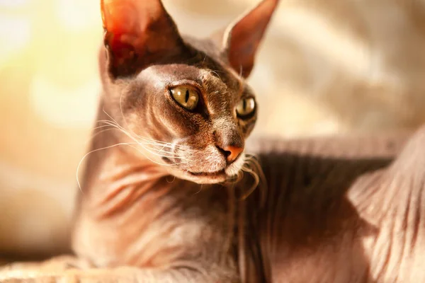 Portrét Velmi Krásné Kočky Plemene Sphynx Pohovce Pohled Strany Ozářen — Stock fotografie
