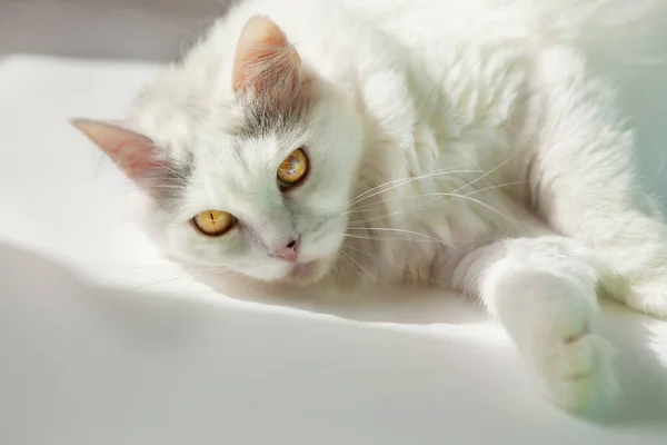 Неймовірно Красива Пухнаста Біла Кішка Жовтими Очима Чарівна Домашня Кішка — стокове фото