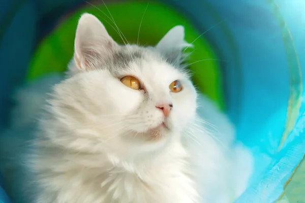 Velmi Krásná Bílá Kočka Kočičím Tunelu Portrét Detail — Stock fotografie