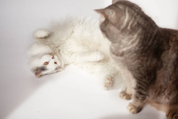 Szary Kot Biały Kot Przed Białym Tłem Biały Kot Kłamie — Zdjęcie stockowe