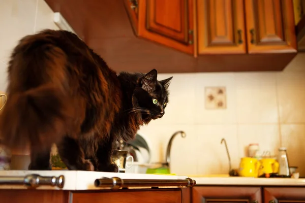 Gato Negro Cocina Mesa Cocina — Foto de Stock