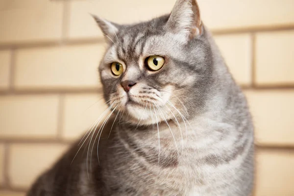 Πορτρέτο Μιας Απίστευτα Όμορφης Γκρίζας Βρετανικής Γάτας Shorthair Φόντο Έναν — Φωτογραφία Αρχείου