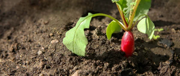 Κόκκινο Φρέσκο Ραπανάκι Μεγαλώνει Από Έδαφος Closeup Επιλεκτική Εστίαση — Φωτογραφία Αρχείου
