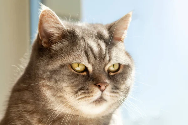 Πορτρέτο Μιας Απίστευτα Όμορφης Γκρίζας Βρετανικής Γάτας Shorthair Που Κάθεται — Φωτογραφία Αρχείου