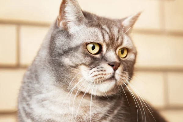 Πορτρέτο Μιας Απίστευτα Όμορφης Γκρίζας Βρετανικής Γάτας Shorthair Φόντο Έναν — Φωτογραφία Αρχείου