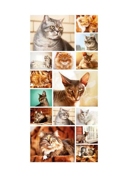 Collage Different Cute Purebred Cats Vertical — Zdjęcie stockowe