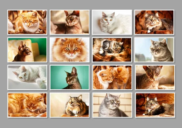 Collage Different Cute Purebred Cats Frames Gray Background — Stock fotografie