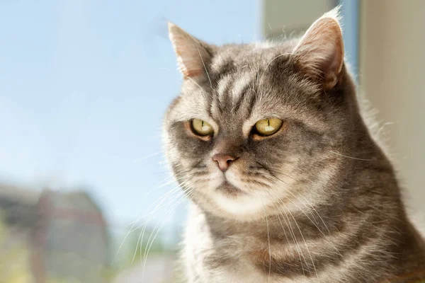 Πορτρέτο Μιας Απίστευτα Όμορφης Γκρίζας Βρετανικής Γάτας Shorthair Που Κάθεται — Φωτογραφία Αρχείου