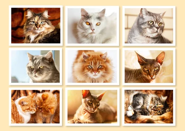Collage Nine Framed Portraits Different Purebred Cats Light Orange Background — стоковое фото