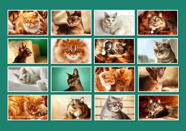 Collage Different Cute Purebred Cats Frames Turquoise Background — Stock fotografie