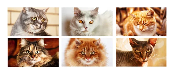 Collage Six Portraits Different Pedigree Cats Form Banner — Foto Stock