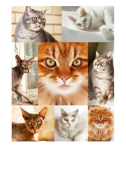Collage Different Cute Purebred Cats Vertical Center Close Muzzle Ginger — Stock fotografie