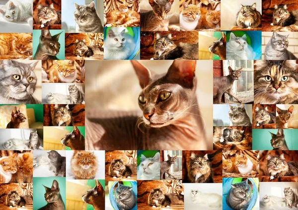 Collage Portraits Cats Frame Many Photographs Cats Center Portrait Sphynx — Stock fotografie
