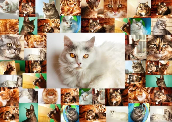 Collage Portraits Cats Frame Many Photographs Cats Center Portrait White — Stock fotografie
