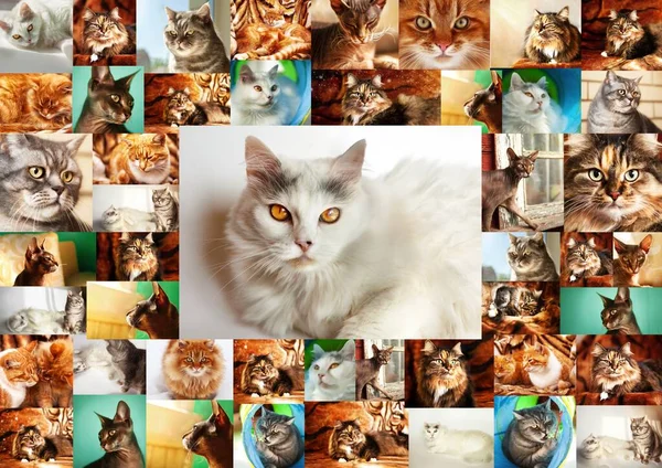 Collage Portraits Cats Frame Many Photographs Cats Center Portrait White Stock Image