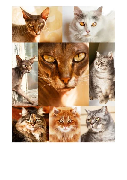 Collage Different Cute Purebred Cats Vertical Center Close Muzzle Sphynx — Stock fotografie