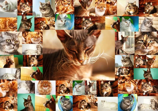 Collage Portraits Cats Frame Many Photographs Cats Center Portrait Sphynx — стоковое фото