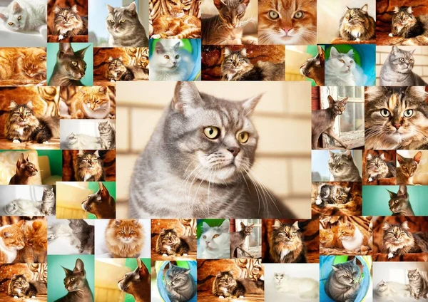 Collage Portraits Cats Frame Many Photographs Cats Center Portrait British — Zdjęcie stockowe