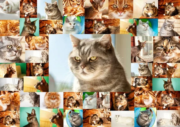 Collage Portraits Cats Frame Many Photographs Cats Center Portrait British — Stock fotografie