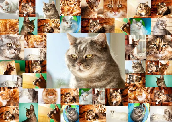 Collage of portraits of cats. A frame of many photographs of cats, in the center is a portrait of a British Shorthair cat.