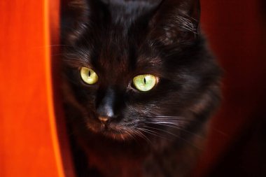 Güzel siyah bir kedinin portresi, büyük yeşil gözlü, anlamlı bakışlı..