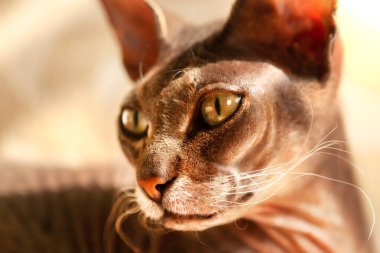 Portrait of a very beautiful cat of the Sphynx breed, looking at the camera, illuminated by sunlight from the window, beige background.