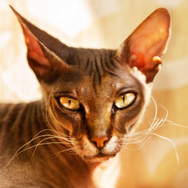Portrait of a very beautiful cat of the Sphynx breed, looking at the camera, illuminated by sunlight from the window, beige background.
