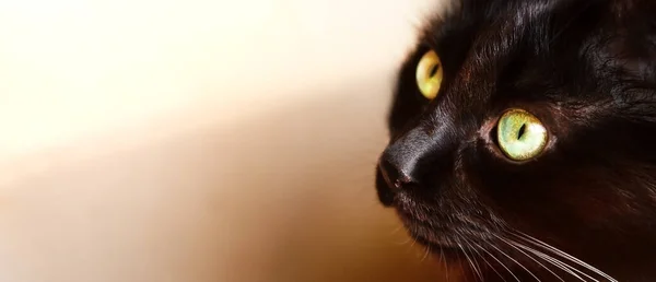 Portrait Black Cat Large Green Eyes Looks Out Box Close — ストック写真