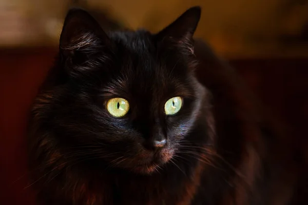 Portré Egy Gyönyörű Fekete Macska Nagy Zöld Szemek Kifejező Megjelenés — Stock Fotó