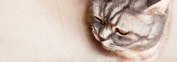 Portrait Beautiful Gray British Shorthair Cat Close Muzzle Banner Copy — Stock Photo, Image