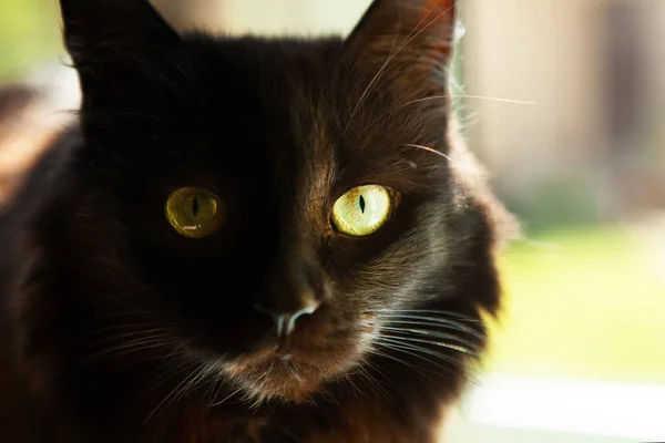 Retrato Belo Gato Preto Com Grandes Olhos Verdes Olhar Expressivo — Fotografia de Stock