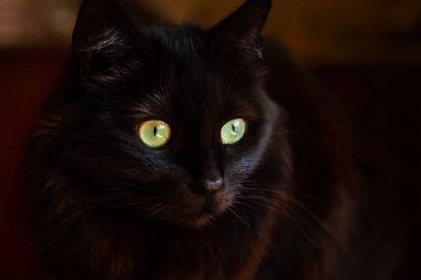 Güzel siyah bir kedinin portresi, büyük yeşil gözlü, anlamlı bakışlı..