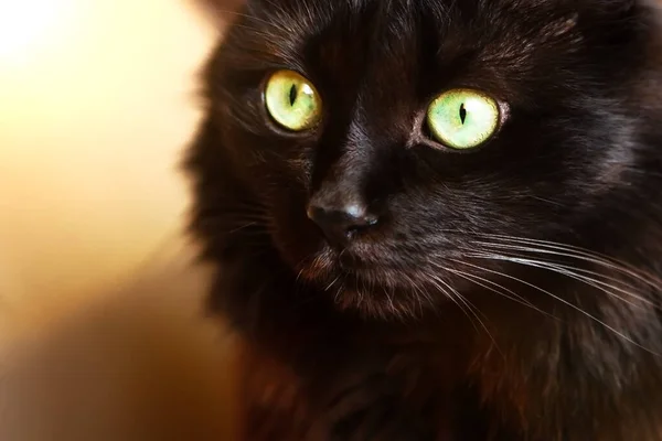 Portrait Black Cat Large Green Eyes Which Looks Out Corton — Stock Photo, Image
