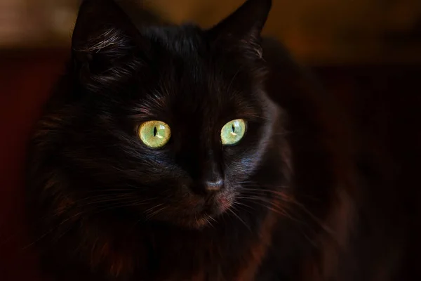 Портрет Красивой Черной Кошки Большими Зелеными Глазами Выразительный Взгляд — стоковое фото